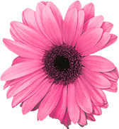 femiprotect Blüte
